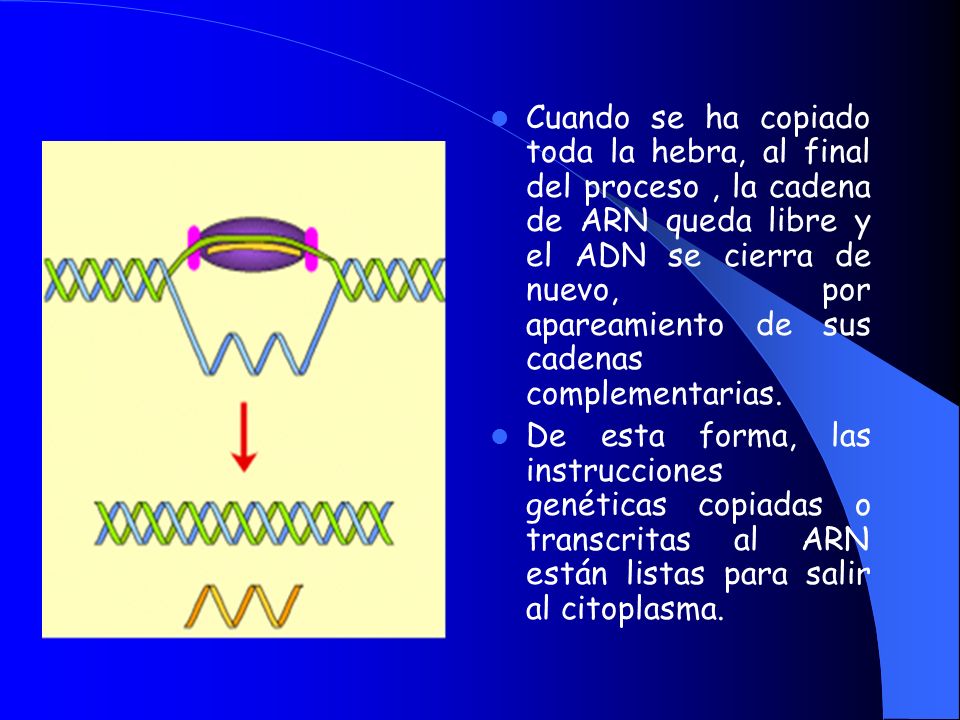 Cuando se ha copiado toda la hebra, al final del proceso , la cadena de ARN queda libre y el ADN se cierra de nuevo, por apareamiento de sus cadenas complementarias.