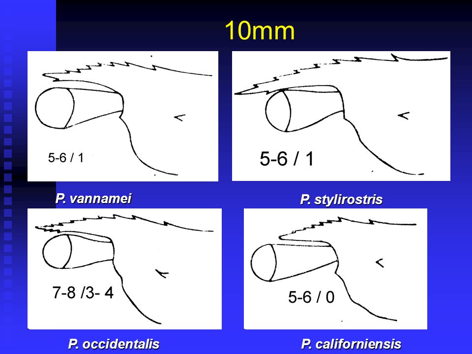 10mm P. vannamei P. stylirostris P. occidentalis P. californiensis