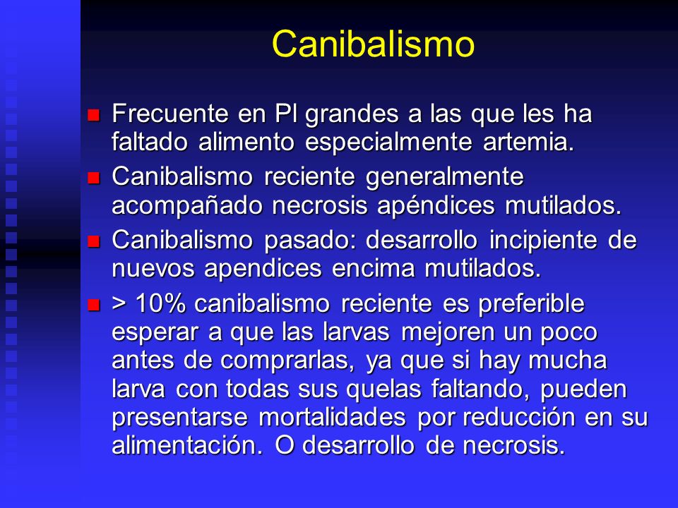 Canibalismo Frecuente en Pl grandes a las que les ha faltado alimento especialmente artemia.