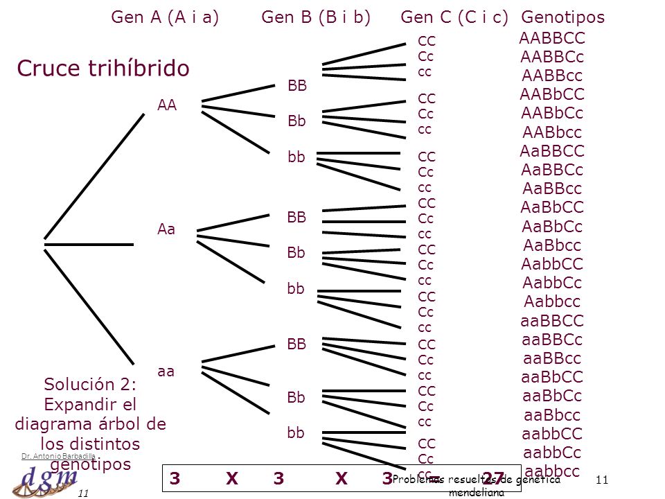 Cruce trihíbrido Gen A (A i a) Gen B (B i b) Gen C (C i c) Genotipos