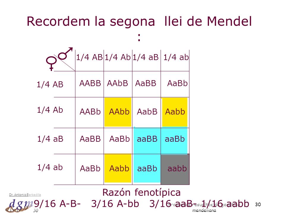 Recordem la segona llei de Mendel :