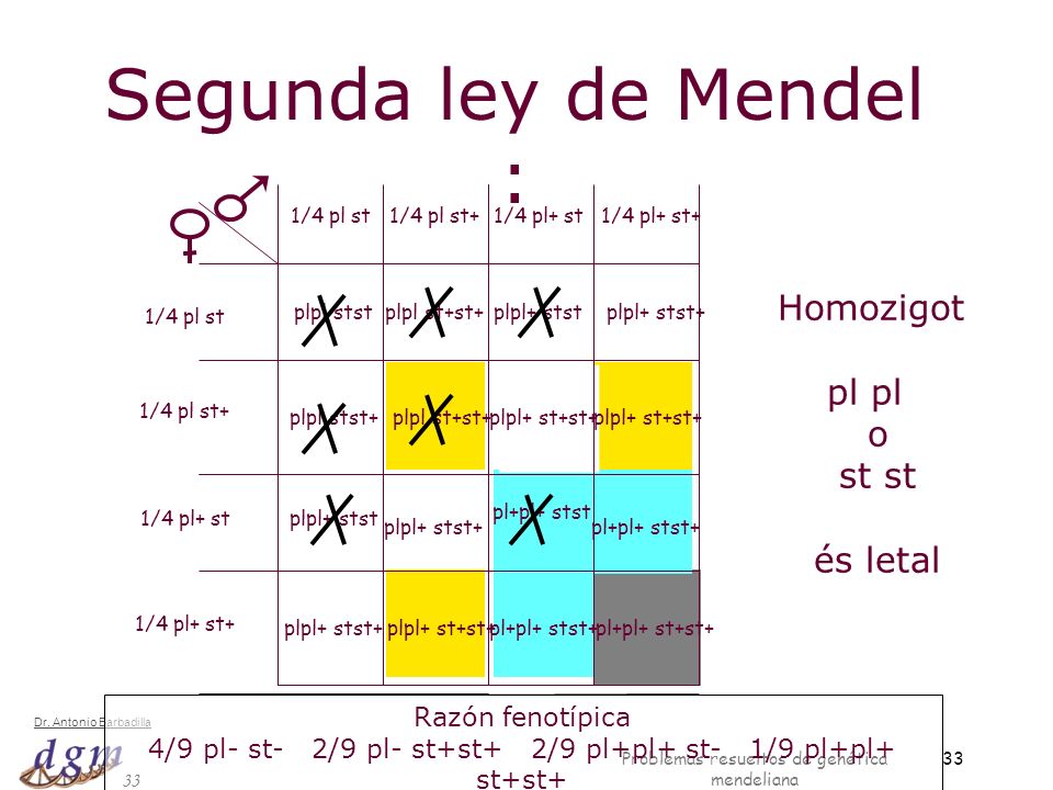 Segunda ley de Mendel : Homozigot pl pl o st st és letal