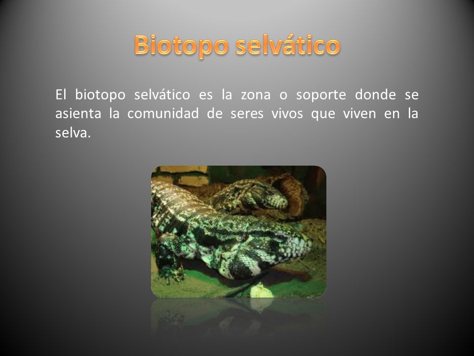 Biotopo selvático El biotopo selvático es la zona o soporte donde se asienta la comunidad de seres vivos que viven en la selva.