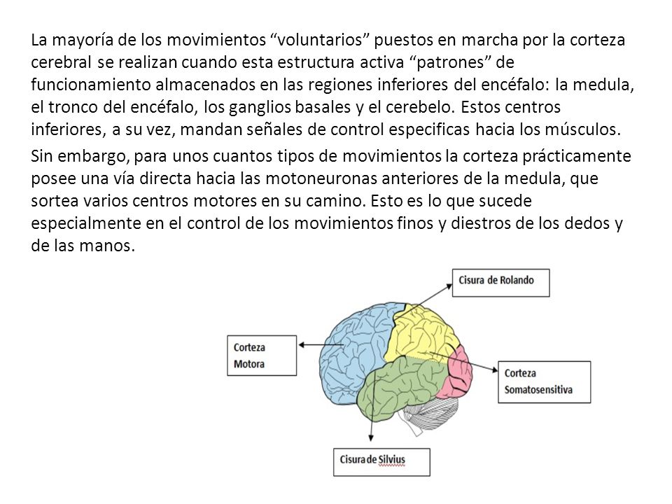 La mayoría de los movimientos voluntarios puestos en marcha por la corteza cerebral se realizan cuando esta estructura activa patrones de funcionamiento almacenados en las regiones inferiores del encéfalo: la medula, el tronco del encéfalo, los ganglios basales y el cerebelo. Estos centros inferiores, a su vez, mandan señales de control especificas hacia los músculos.