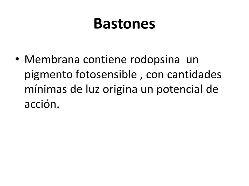Bastones Membrana contiene rodopsina un pigmento fotosensible , con cantidades mínimas de luz origina un potencial de acción.