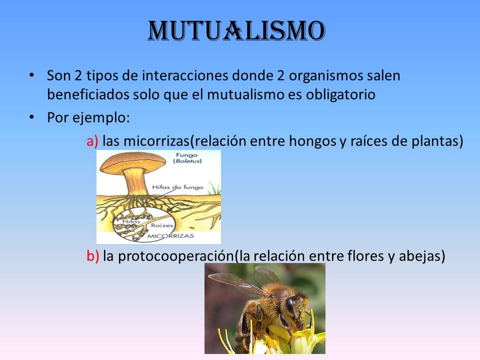 mutualismo Son 2 tipos de interacciones donde 2 organismos salen beneficiados solo que el mutualismo es obligatorio.