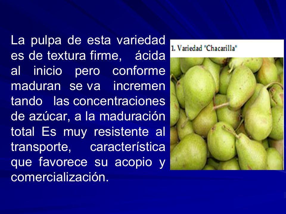 La pulpa de esta variedad es de textura firme, ácida al inicio pero conforme maduran se va incremen tando las concentraciones de azúcar, a la maduración total Es muy resistente al transporte, característica que favorece su acopio y comercialización.