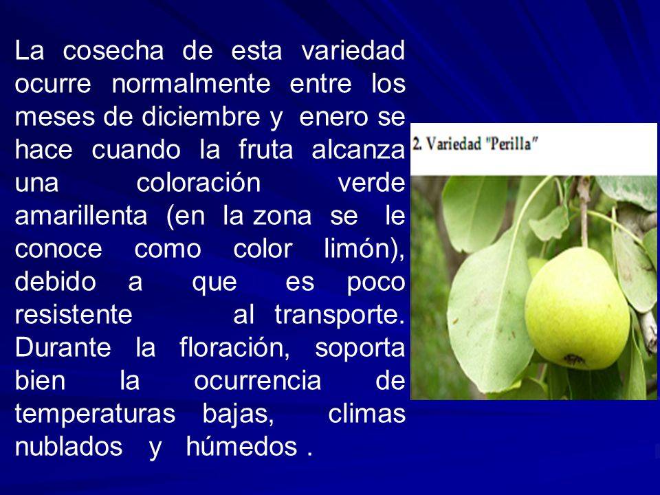 La cosecha de esta variedad ocurre normalmente entre los meses de diciembre y enero se hace cuando la fruta alcanza una coloración verde amarillenta (en la zona se le conoce como color limón), debido a que es poco resistente al transporte.