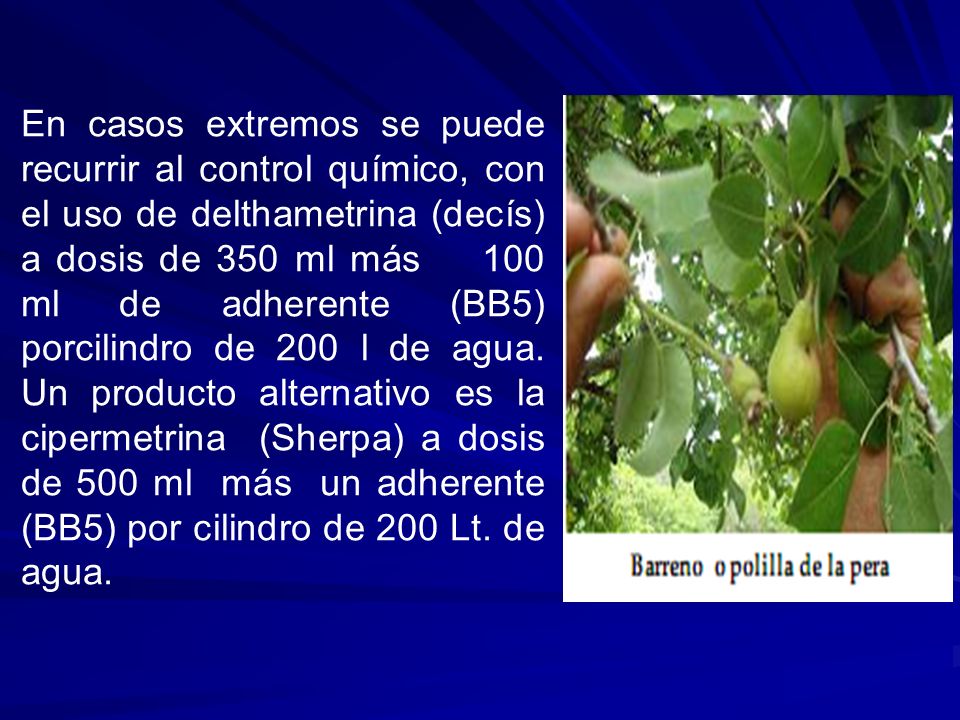 En casos extremos se puede recurrir al control químico, con el uso de delthametrina (decís) a dosis de 350 ml más 100 ml de adherente (BB5) porcilindro de 200 l de agua.