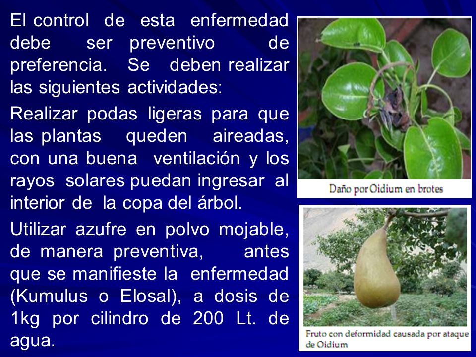 El control de esta enfermedad debe ser preventivo de preferencia