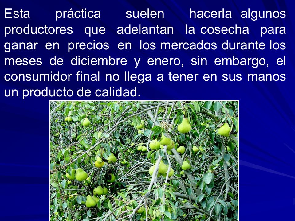 Esta práctica suelen hacerla algunos productores que adelantan la cosecha para ganar en precios en los mercados durante los meses de diciembre y enero, sin embargo, el consumidor final no llega a tener en sus manos un producto de calidad.
