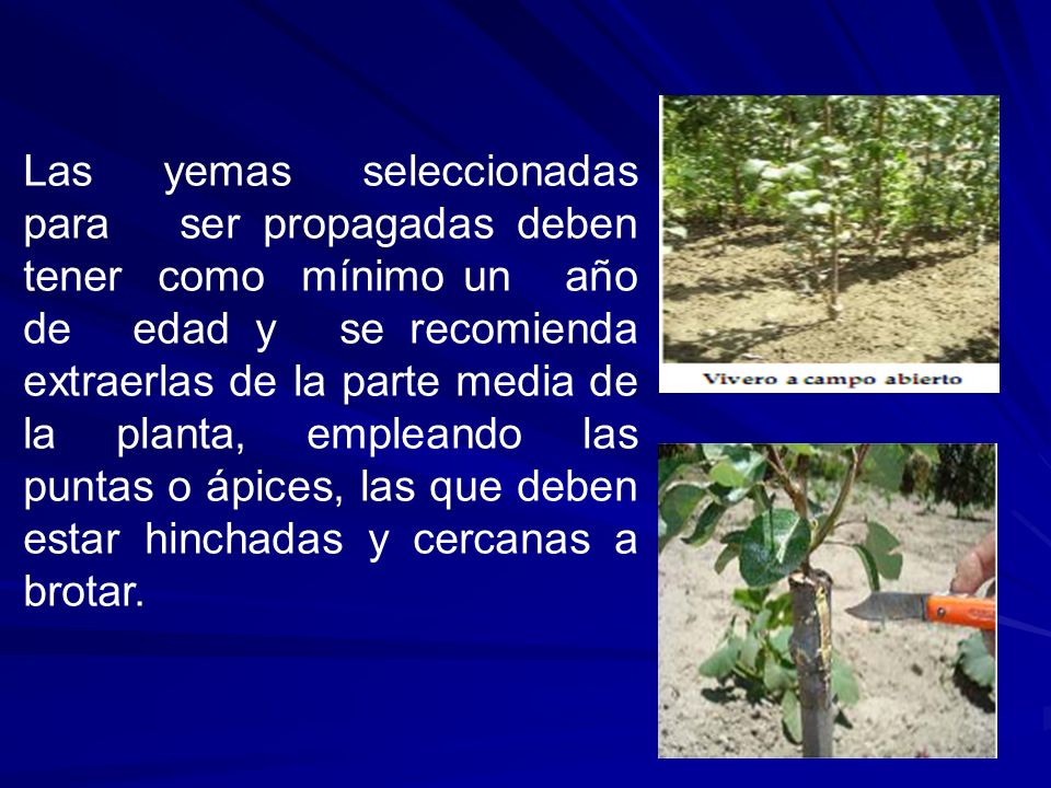 Las yemas seleccionadas para ser propagadas deben tener como mínimo un año de edad y se recomienda extraerlas de la parte media de la planta, empleando las puntas o ápices, las que deben estar hinchadas y cercanas a brotar.