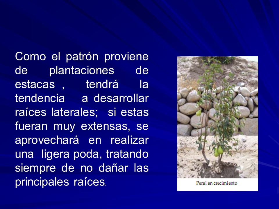 Como el patrón proviene de plantaciones de estacas , tendrá la tendencia a desarrollar raíces laterales; si estas fueran muy extensas, se aprovechará en realizar una ligera poda, tratando siempre de no dañar las principales raíces.