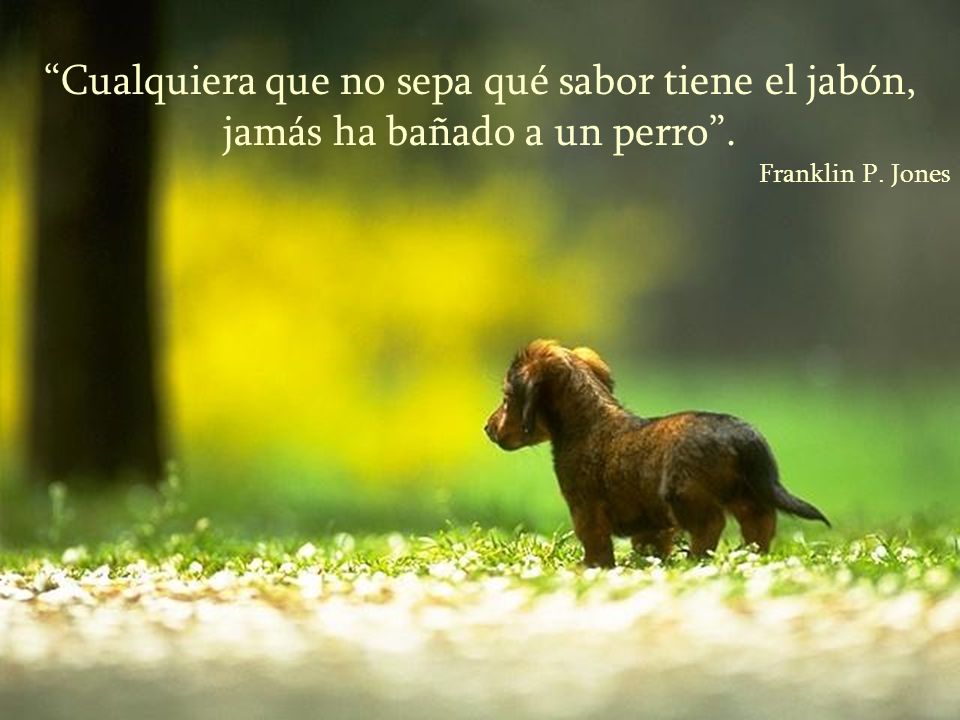 Cualquiera que no sepa qué sabor tiene el jabón, jamás ha bañado a un perro .