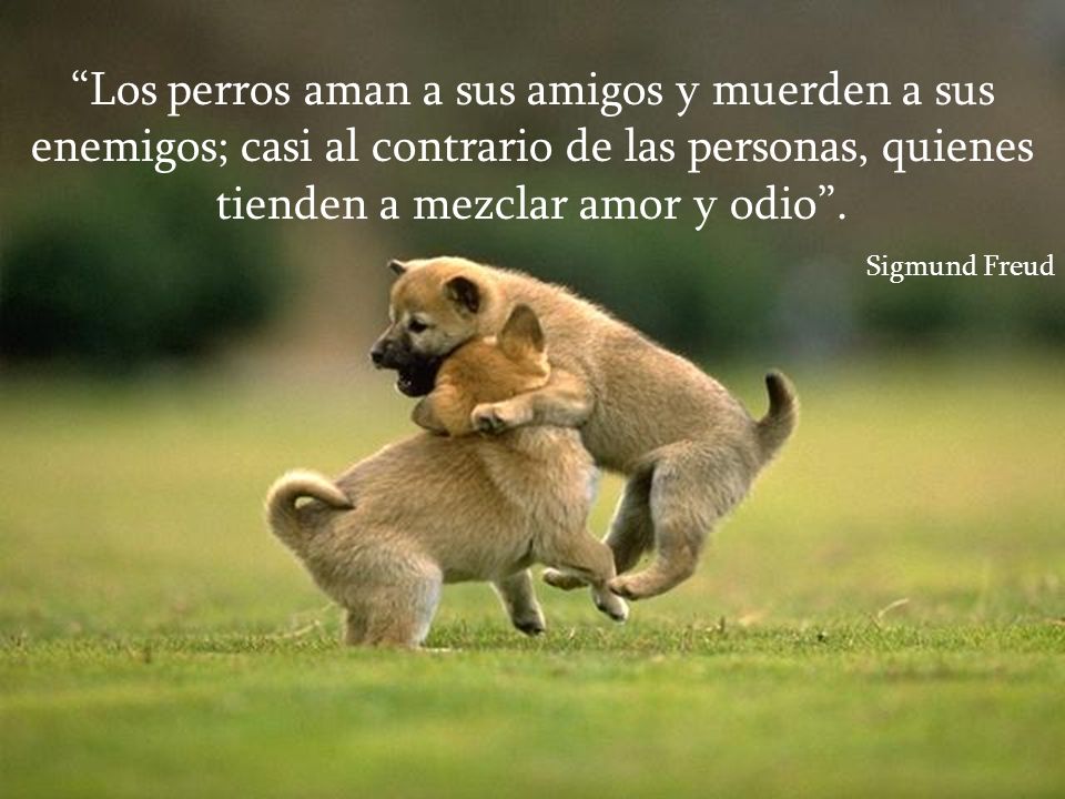 Los perros aman a sus amigos y muerden a sus enemigos; casi al contrario de las personas, quienes tienden a mezclar amor y odio .