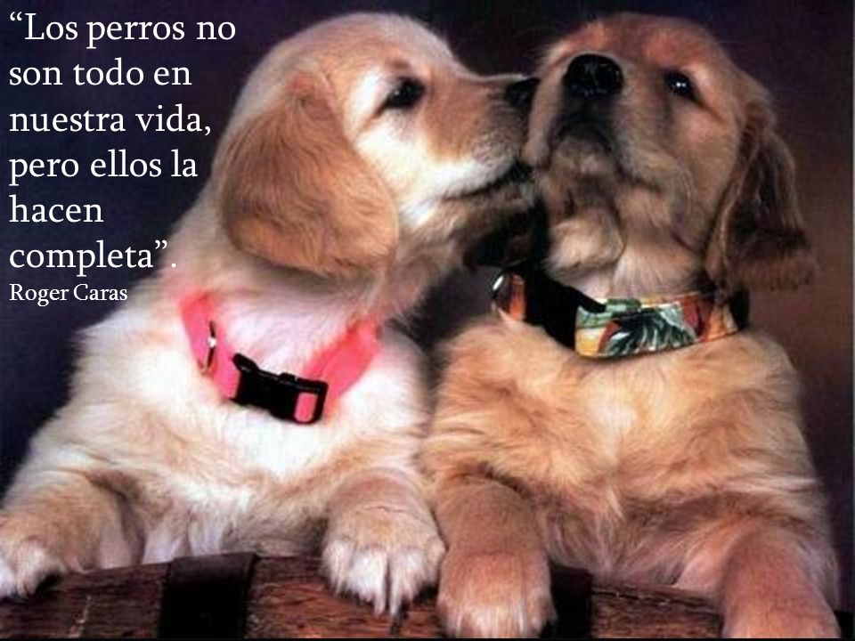 Los perros no son todo en nuestra vida, pero ellos la hacen completa .