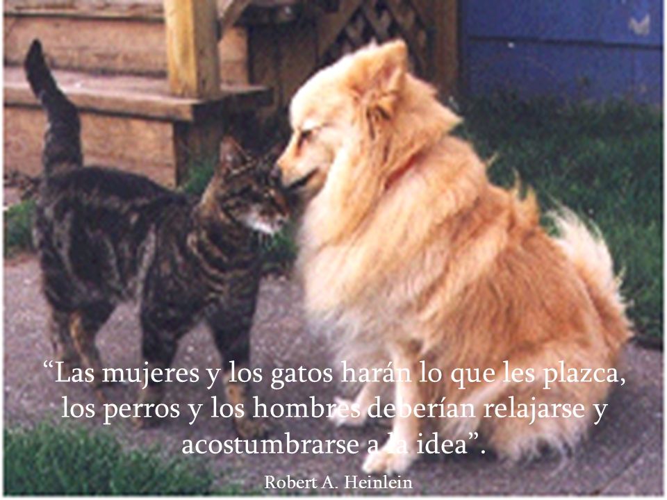 Las mujeres y los gatos harán lo que les plazca, los perros y los hombres deberían relajarse y acostumbrarse a la idea .