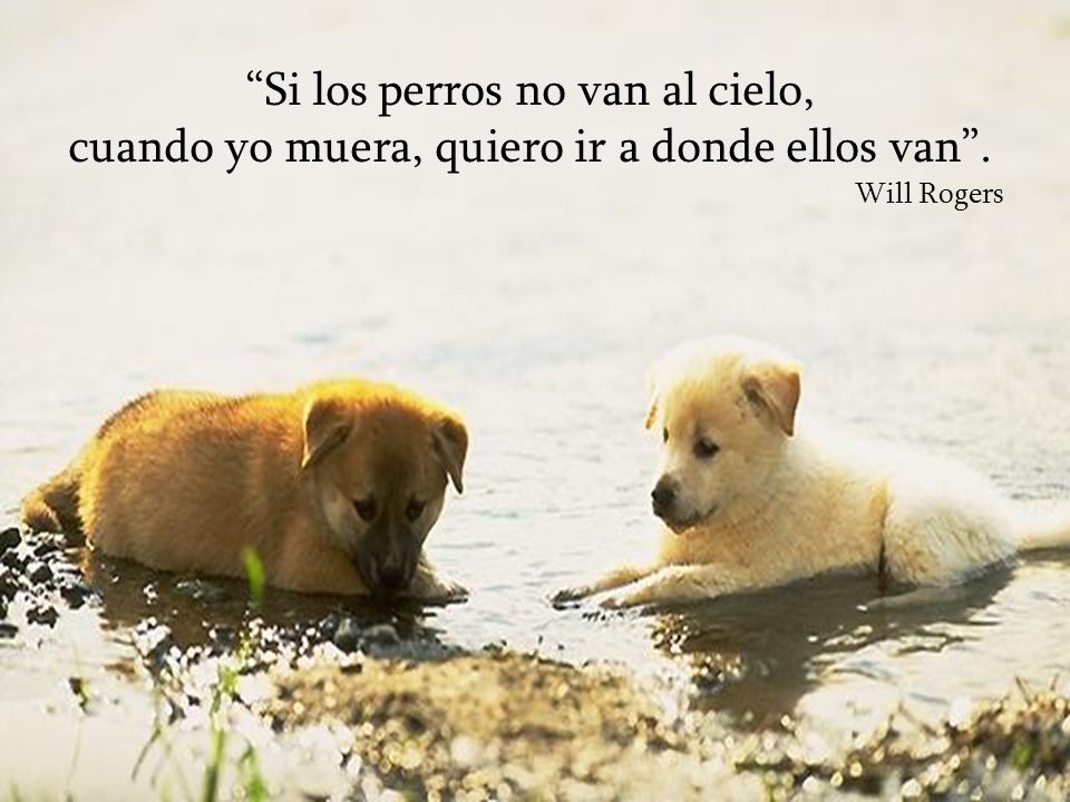 Si los perros no van al cielo, cuando yo muera, quiero ir a donde ellos van .
