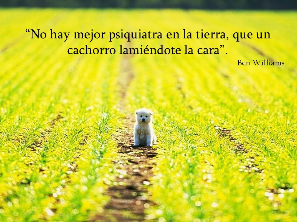 No hay mejor psiquiatra en la tierra, que un cachorro lamiéndote la cara .