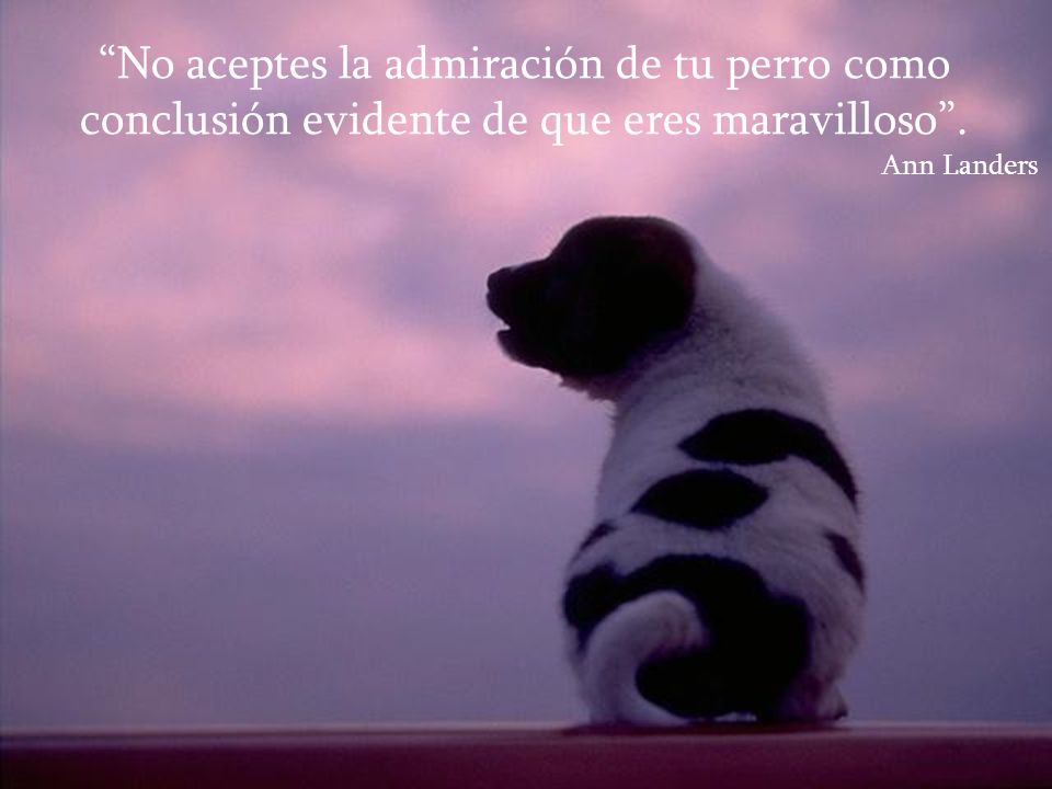 No aceptes la admiración de tu perro como conclusión evidente de que eres maravilloso .