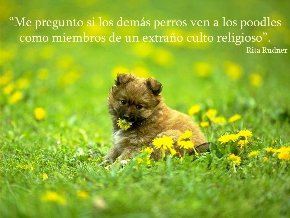 Me pregunto si los demás perros ven a los poodles como miembros de un extraño culto religioso .