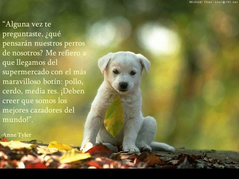 Alguna vez te preguntaste, ¿qué pensarán nuestros perros de nosotros
