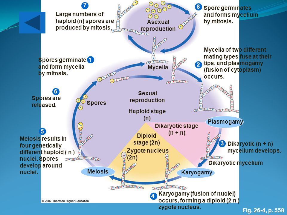 Dikaryotic stage (n + n)