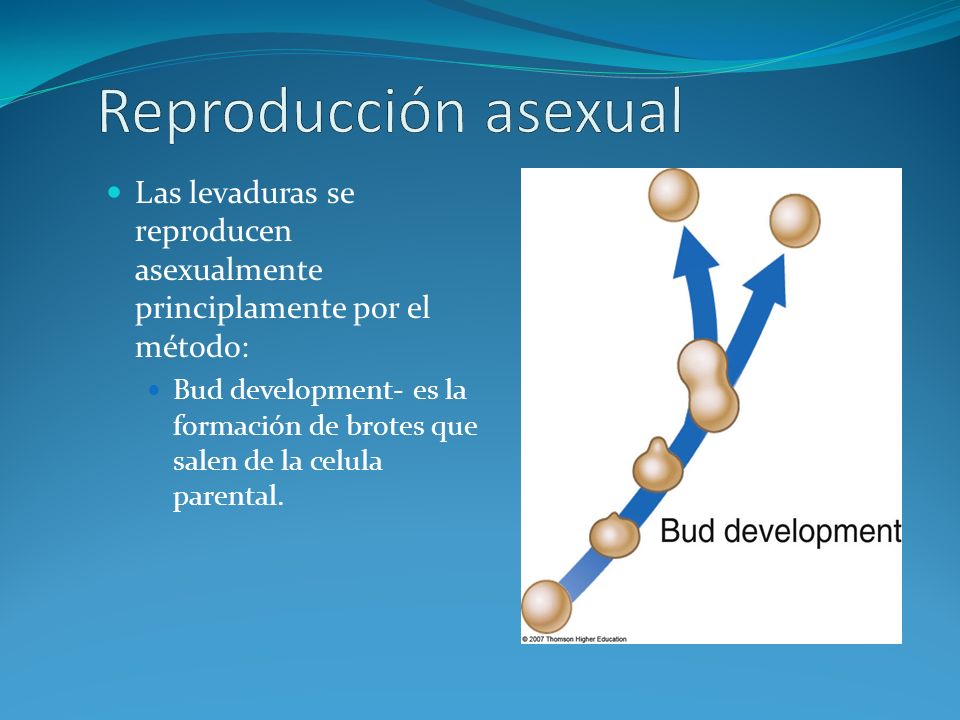 Reproducción asexual Las levaduras se reproducen asexualmente principlamente por el método: