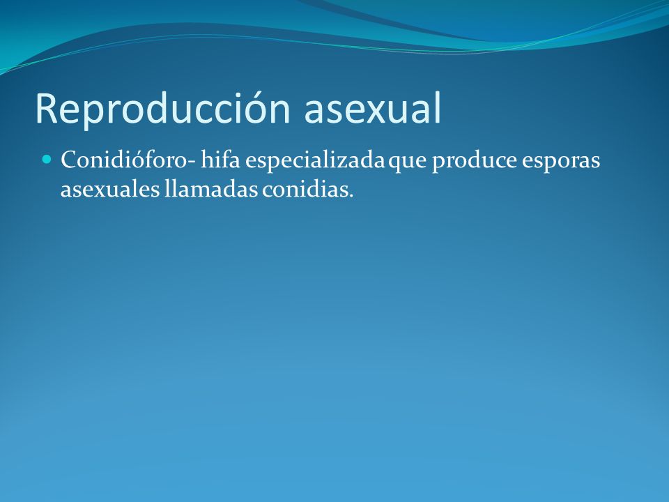 Reproducción asexual Conidióforo- hifa especializada que produce esporas asexuales llamadas conidias.