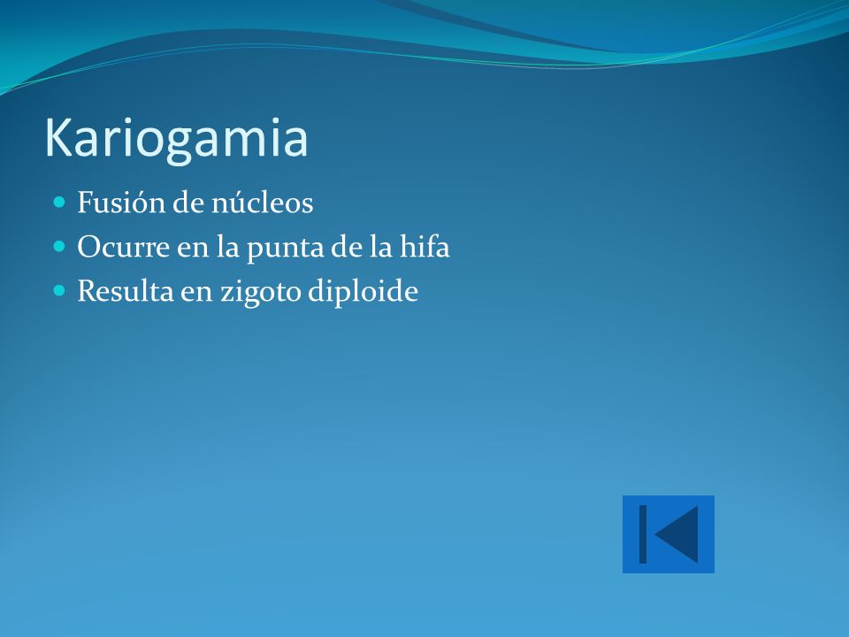 Kariogamia Fusión de núcleos Ocurre en la punta de la hifa