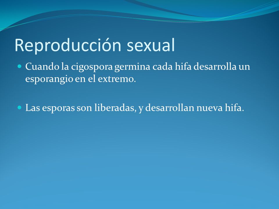 Reproducción sexual Cuando la cigospora germina cada hifa desarrolla un esporangio en el extremo.