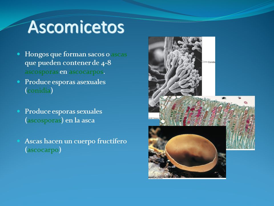 Ascomicetos Hongos que forman sacos o ascas que pueden contener de 4-8 ascosporas en ascocarpos. Produce esporas asexuales (conidia)