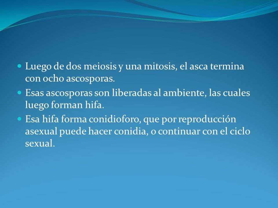 Luego de dos meiosis y una mitosis, el asca termina con ocho ascosporas.