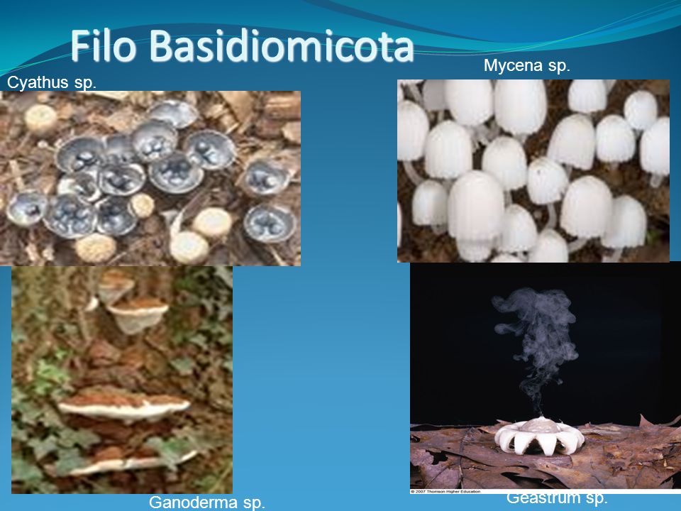 Filo Basidiomicota Mycena sp. Cyathus sp. Geastrum sp. Ganoderma sp.