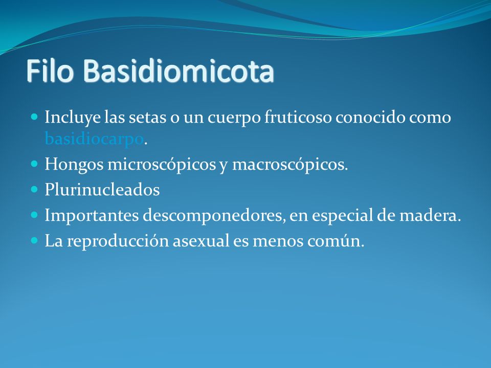 Filo Basidiomicota Incluye las setas o un cuerpo fruticoso conocido como basidiocarpo. Hongos microscópicos y macroscópicos.