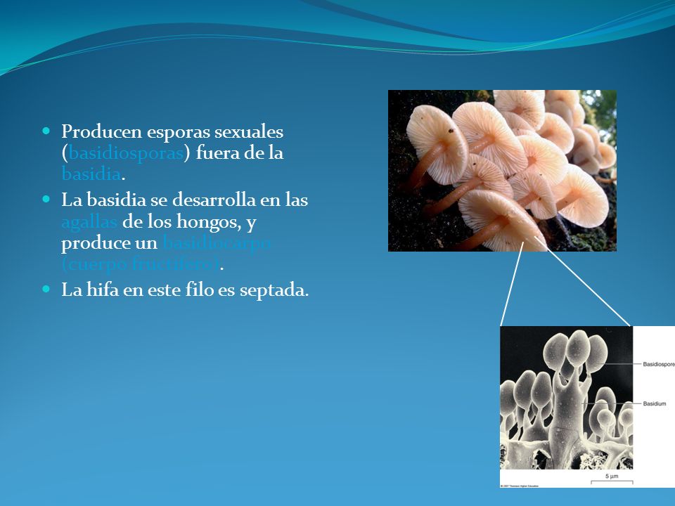 Producen esporas sexuales (basidiosporas) fuera de la basidia.