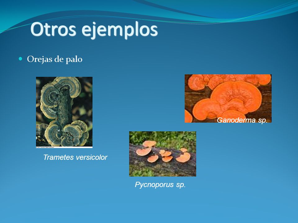 Otros ejemplos Orejas de palo Ganoderma sp. Trametes versicolor
