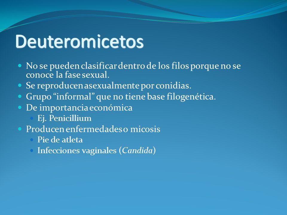 Deuteromicetos No se pueden clasificar dentro de los filos porque no se conoce la fase sexual. Se reproducen asexualmente por conidias.