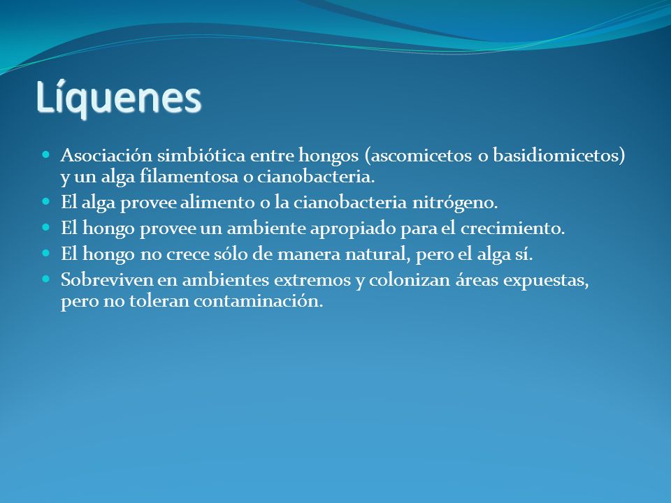 Líquenes Asociación simbiótica entre hongos (ascomicetos o basidiomicetos) y un alga filamentosa o cianobacteria.
