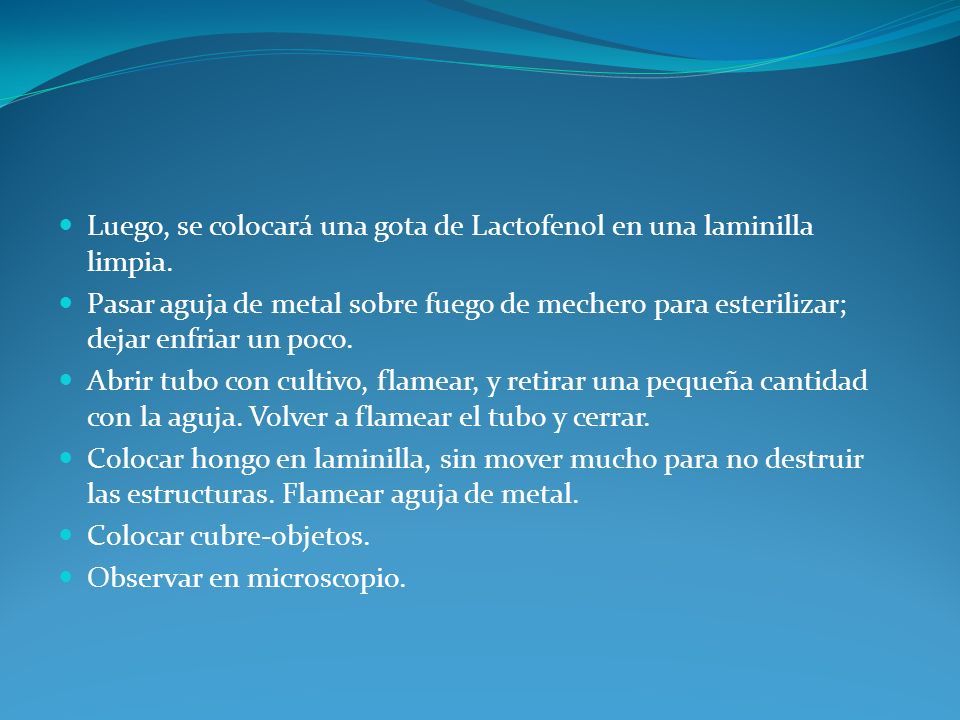 Luego, se colocará una gota de Lactofenol en una laminilla limpia.