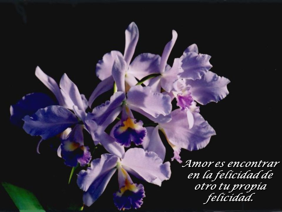 Amor es encontrar en la felicidad de otro tu propia felicidad.