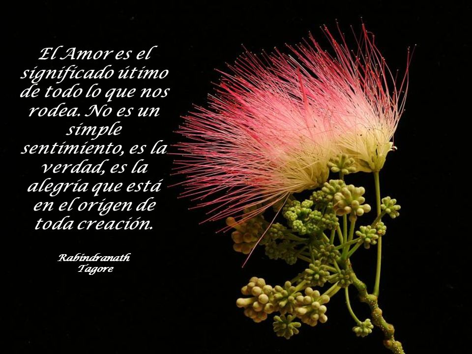 El Amor es el significado útimo de todo lo que nos rodea