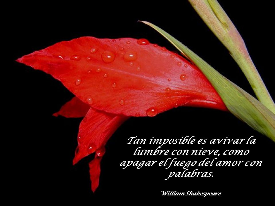 Tan imposible es avivar la lumbre con nieve, como apagar el fuego del amor con palabras.