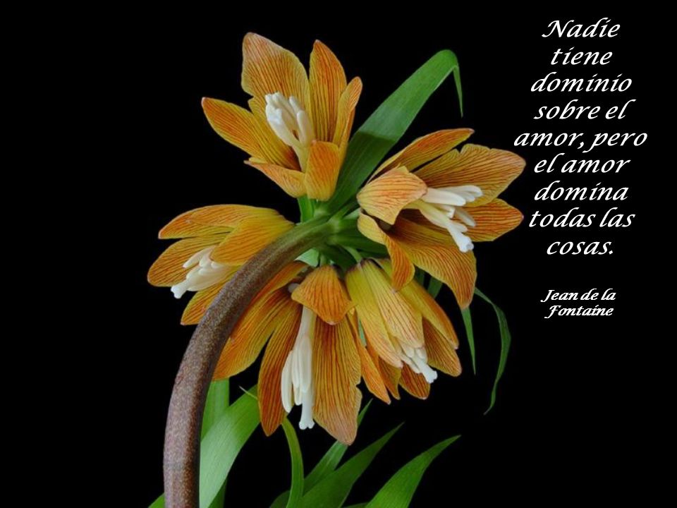 Nadie tiene dominio sobre el amor, pero el amor domina todas las cosas.