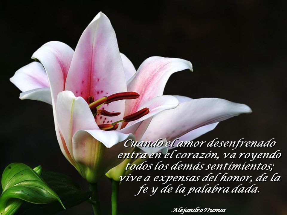 Cuando el amor desenfrenado entra en el corazón, va royendo todos los demás sentimientos; vive a expensas del honor, de la fe y de la palabra dada.
