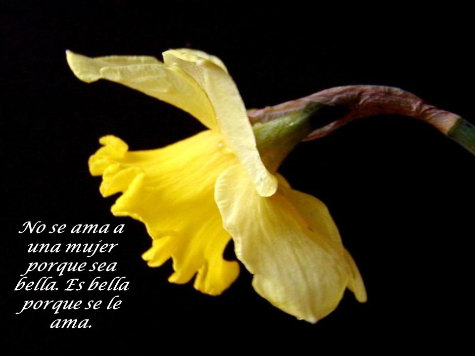 No se ama a una mujer porque sea bella. Es bella porque se le ama.