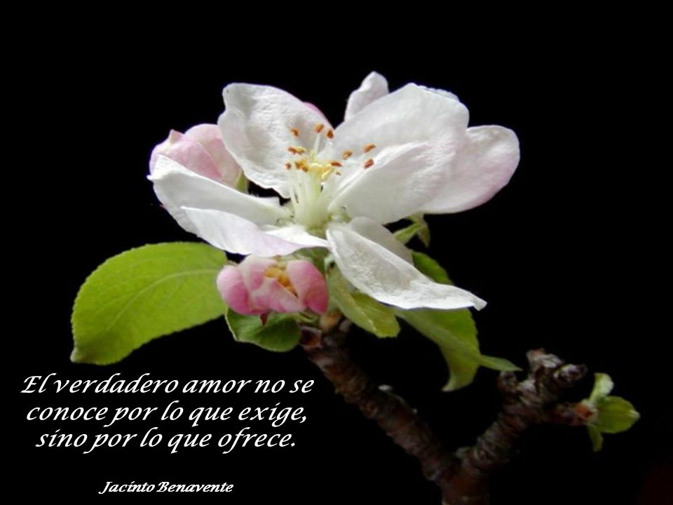 El verdadero amor no se conoce por lo que exige, sino por lo que ofrece.