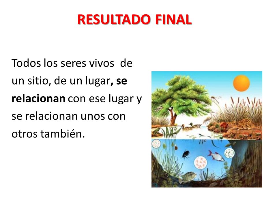 RESULTADO FINAL Todos los seres vivos de un sitio, de un lugar, se