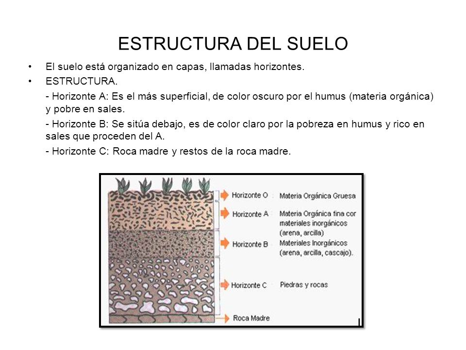 ESTRUCTURA DEL SUELO El suelo está organizado en capas, llamadas horizontes. ESTRUCTURA.
