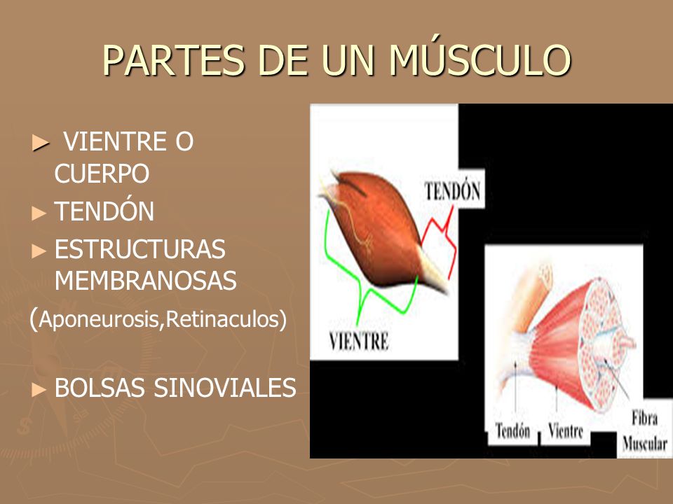 PARTES DE UN MÚSCULO VIENTRE O CUERPO TENDÓN ESTRUCTURAS MEMBRANOSAS